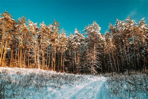 Country Road Through Snowy Winter Pine Forest Winter Snowy Coniferous