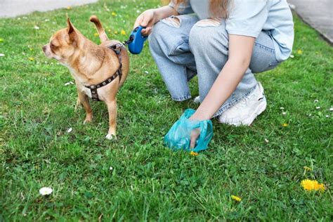 Woman Picking Up Her Dog`s Poop From Green Grass Closeup Stock Image