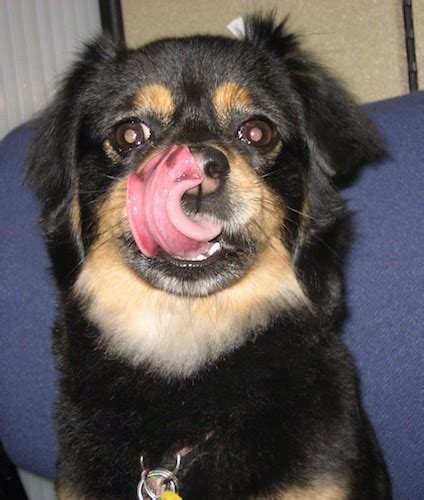 I started getting more — black dots, maybe 40 of them. the eye is filled with a gellike substance called the vitreous humor. List of Tibetan Spaniel Mix Breed Dogs