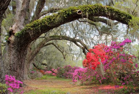 Here Are The 13 Most Beautiful Gardens Youll Ever See In Sc