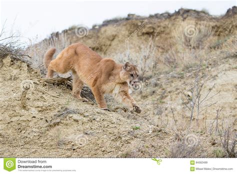 Mountain Lion Stalking On Prey In Canyon Stock Image Image Of