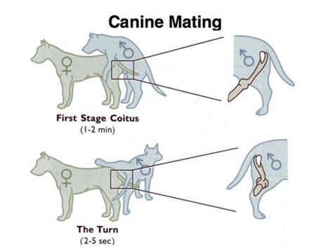 Dogs Mating Drawing