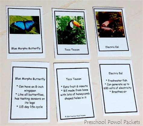 Free Plants And Animals In The Tropical Rainforest Biome Cards