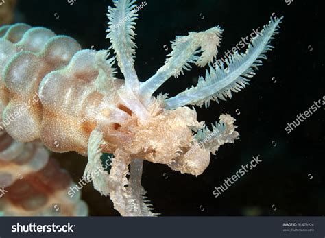 Black Mouth Sea Cucumber In The Red Sea Stock Photo