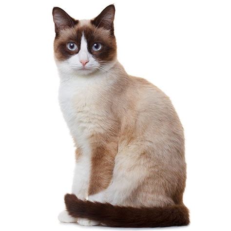 This breed is thought to be the oldest, domesticated cat breed. Snowshoe Cat Breed Information | Temperament & Health ...