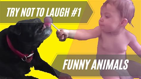 Try Not To Laugh 😹 Funny Animals 1 Youtube