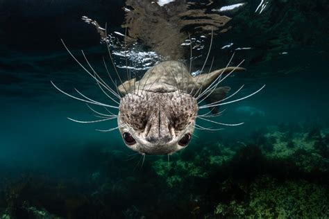 Sea Life Photography Best Underwater Pictures From Ocean Art 2018 Competition Showcase The