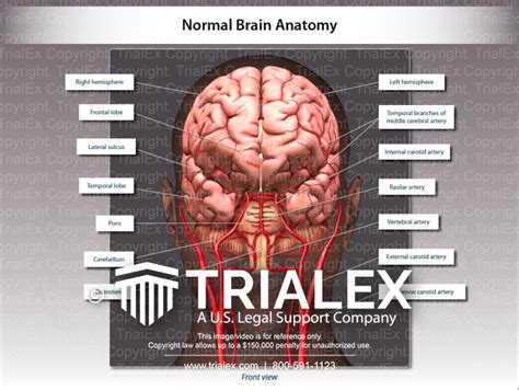 Normal Anterior Brain Anatomy Trialexhibits Inc