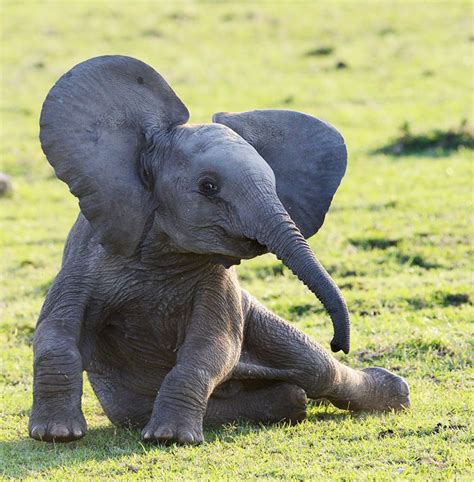 10 Crías De Elefante Que Te Harán Sonreír Instantáneamente Bored Panda