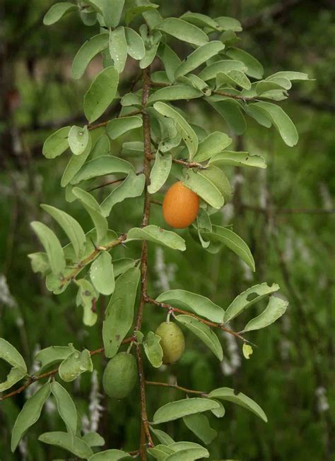 Flora Of Mozambique Species Information Individual Images Ximenia