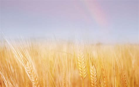 Nature Sky Wheat Rainbow Gold Field Ears Golden Spikes Hd