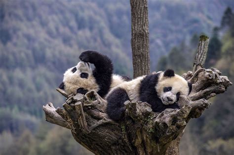 Pandas In The Wild