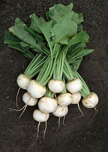 Черная редька: посадка и уход, сроки посадки черной редьки на даче Картинка - Черная редька: посадка и уход, сроки посадки черной редьки на даче