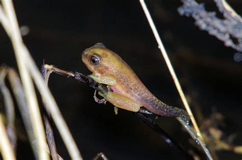 Eastern Dwarf Tree Frog Litoria Fallax Froglet Stage