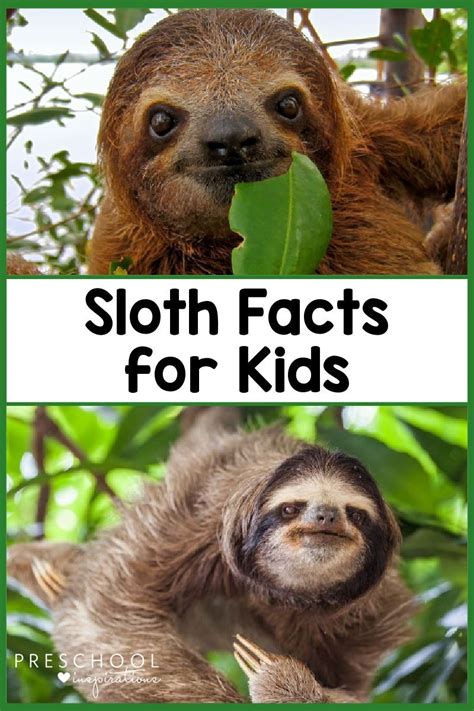 Sloth Facts For Kids Facts For Kids Animal Facts For Kids Fun Facts