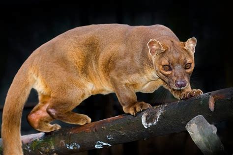 The Fossa Is The Top Predator On The Island Of Madagascar Funny