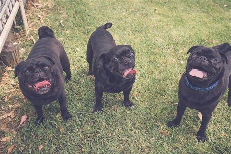 Throwback To Sunday When I Had 3 Very Happy Black Pugs Hanging Out In
