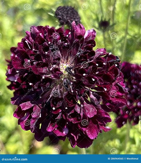 Black Knight Pincushion Flower Scabiosa Atropurpurea Black Knight