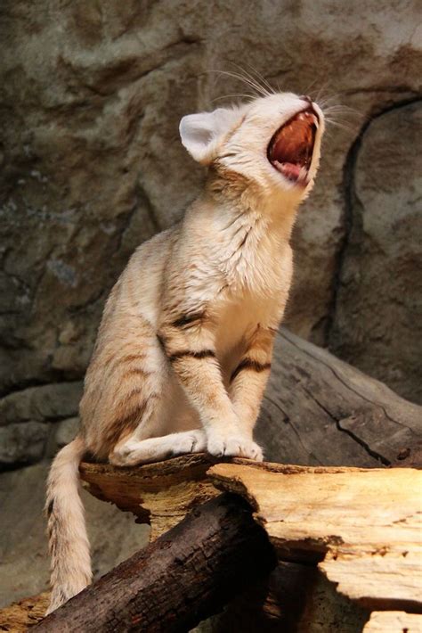 1000 Images About Sand Cats On Pinterest Pets Arabian Peninsula And The Wild