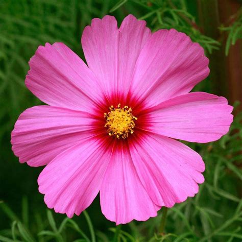 Cosmos Seeds Radiance Flower Seeds In Packets And Bulk Eden Brothers