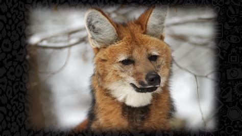New The Maned Wolf Of South America
