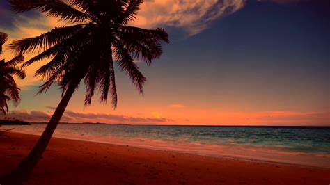 Top 10 Colors Of Tropical Sunset Palm Trees Silhouettes At
