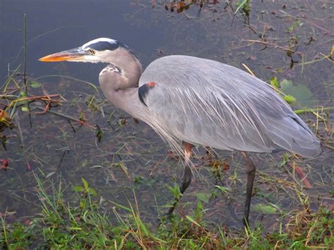 Cannundrums Great Blue Heron