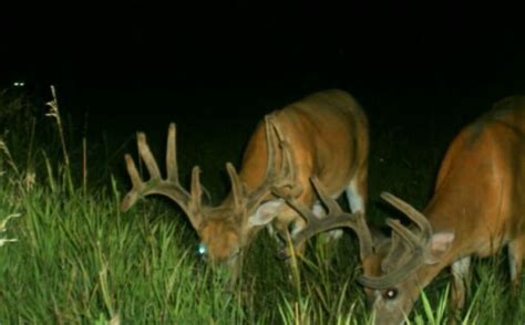 Deer Feeding Chart For South Georgia