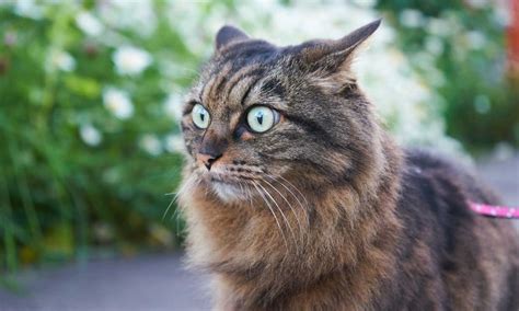 Gato (spanish for cat) may refer to: Señales que te indican que tu gato sufre estrés