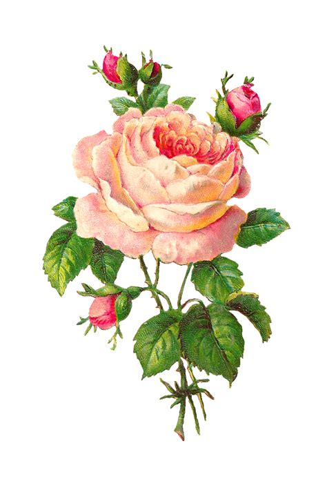 Antique Images Flower Scrapbooking Pink Rose With Buds