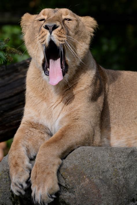 Free Images Animal Wildlife Zoo Feline Fauna Lion Lioness Yawn