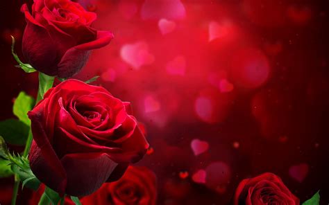 Free Download Most Beautiful Red Roses Hd Wallpapers Flowers Pictures