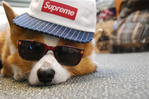 15 Dogs That Have Way More Swag Than You Barkpost