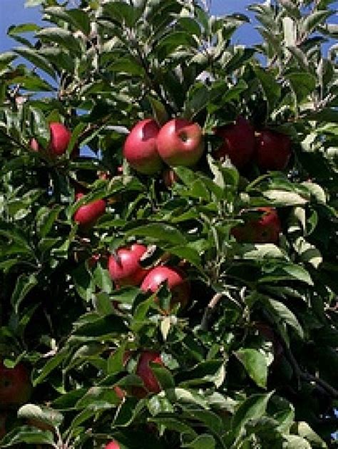 Reviews that mention popular keywords. McIntosh Apple Tree | The Tree Center