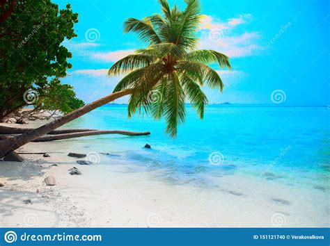 Tropical Seascape With Green Palm Tree Leaves And Ocean View Stock