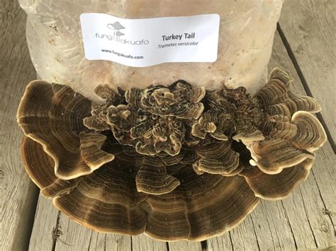 grow kit turkey tail canadian culinary and medicinal mushroom spawn workshops and tours