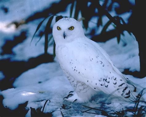 Snowy Owl Wallpapers Wallpaper Cave