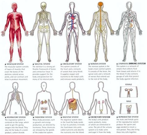 Organ Systems Of The Human Body Biological Science Picture Directory