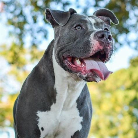 Show your support by linking to pitbulls.org. Best Dog Food For Pitbulls: The Top Options For Keeping ...