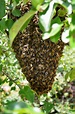 Images of BEE-HIVE - JapaneseClass.jp