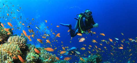 Scuba Diving In Goa At Grande Island Goa Day Trips Scuba Diving