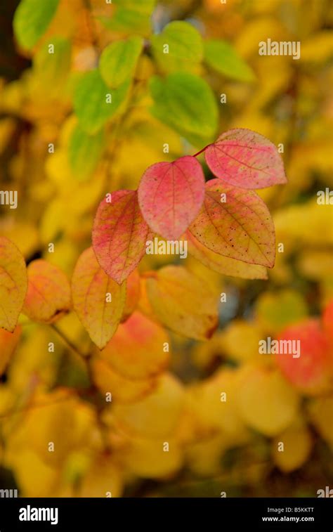 Katsura Tree Cercidiphyllum Japonicum Katsura Tree Has Delicate Heart