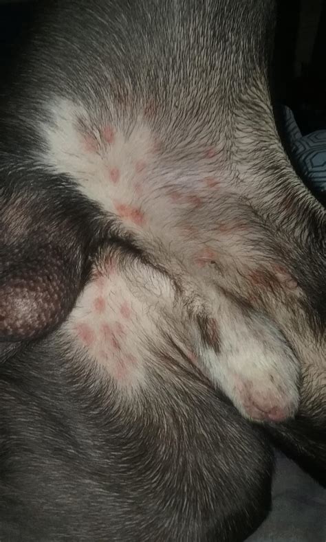 My Dog A Polka Dot Rash On The Inside Of His Legs Near His Genitals