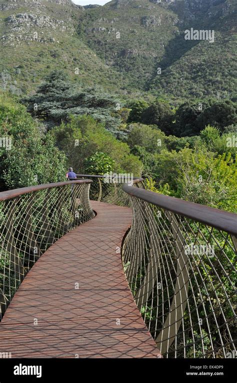 Newly Constructed Aerial Walkway In Kirstenboschto Mark The Centenary