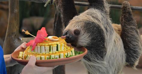National Aviarys Two Toed Sloth Celebrates 3rd Birthday With Adorable