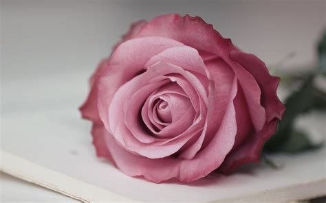 Get the best pink background wallpapers on wallpaperset. Pink Roses Wallpapers (63+ background pictures)