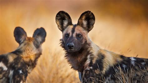 African Wild Dog Pups Wallpaper