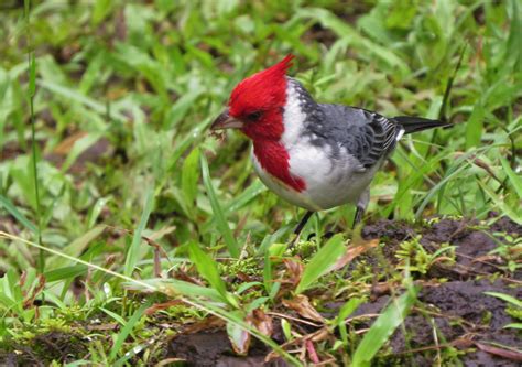 Red Crested Cardinal Keanae Arboretum Maui Hi Rbirding