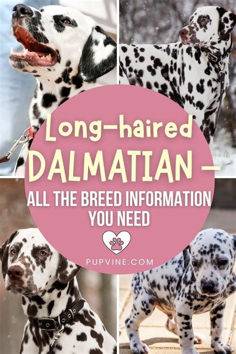 Long Haired Dalmatian All The Breed Information You Need Dalmation