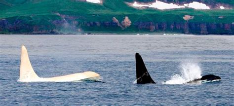 Logran Filmar A Una Extraña Orca Blanca En Las Costas De Alaska Weekend